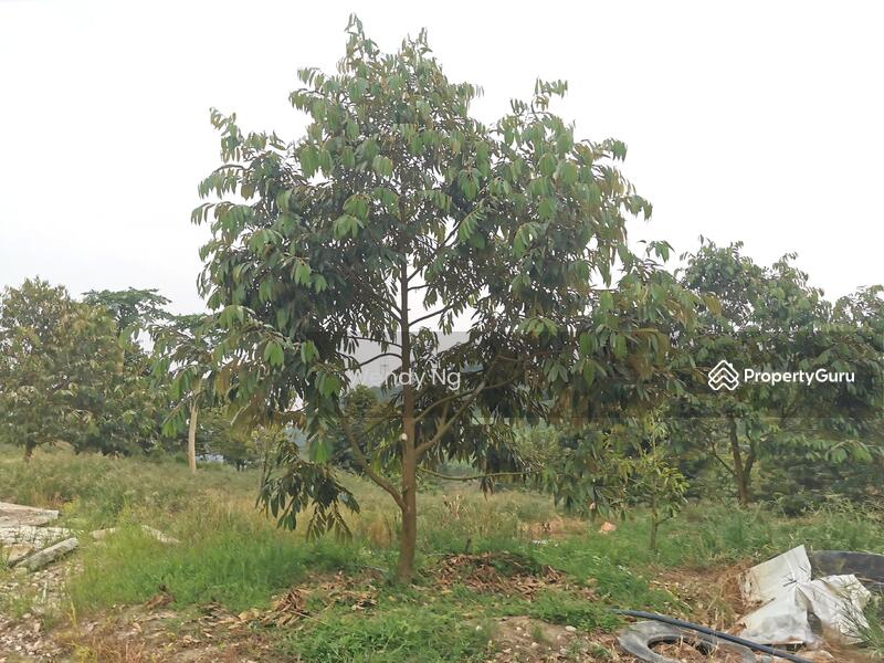 For Sale - Kerling ~ DURIAN Farm 榴莲园 @ TAR road frontage 柏油路路旁【溪水经过地段】