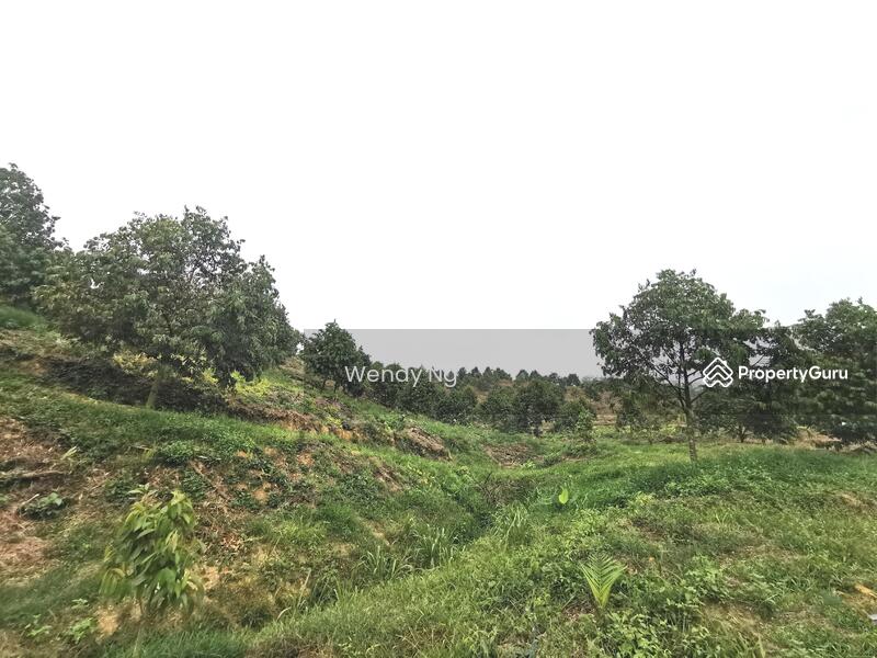 For Sale - Kerling ~ DURIAN Farm 榴莲园 @ TAR road frontage 柏油路路旁【溪水经过地段】