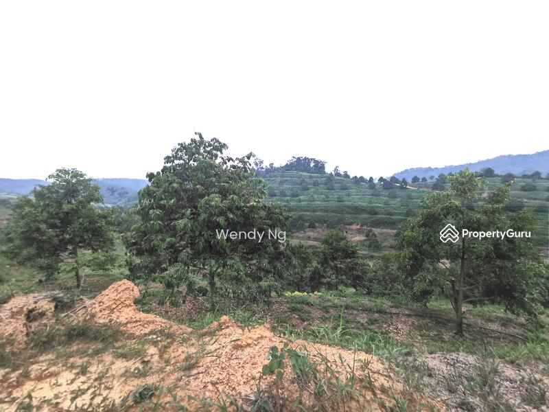 For Sale - Kerling ~ DURIAN Farm 榴莲园 @ TAR road frontage 柏油路路旁【溪水经过地段】