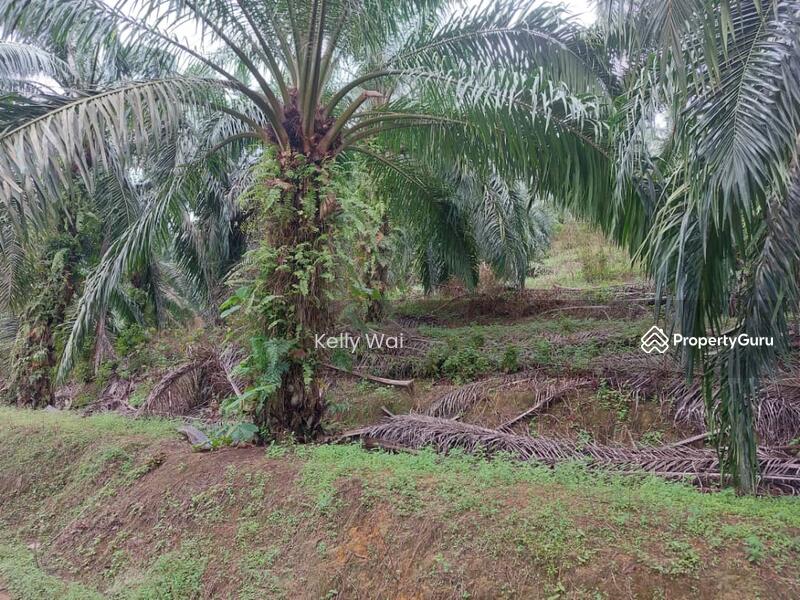 Untuk Dijual - Jemaluang @ Johor 75 Acres Agricultural Land For Sale