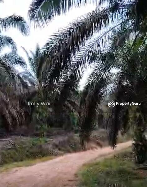 Untuk Dijual - Jemaluang @ Johor 75 Acres Agricultural Land For Sale