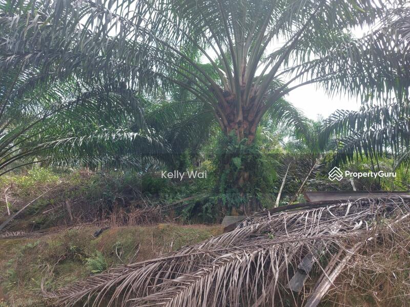 Untuk Dijual - Jemaluang @ Johor 75 Acres Agricultural Land For Sale
