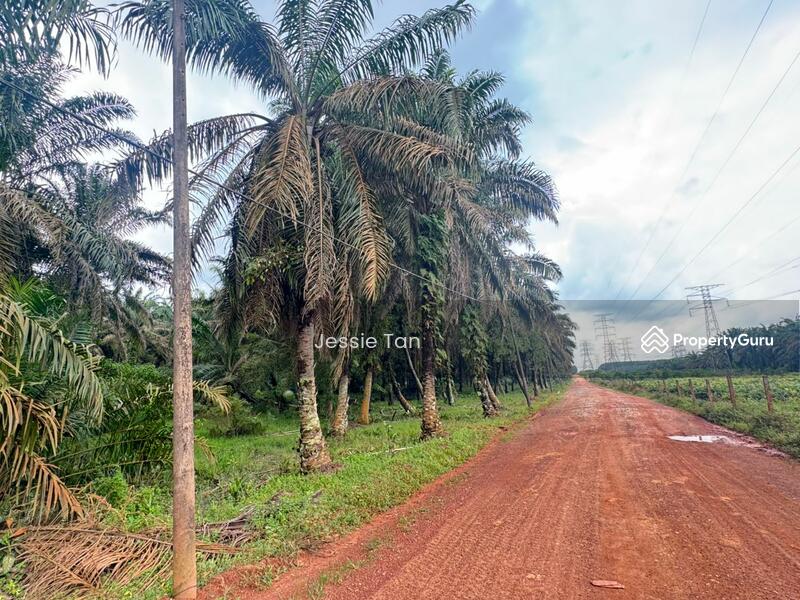 For Sale - Kluang Kluang Kluangs