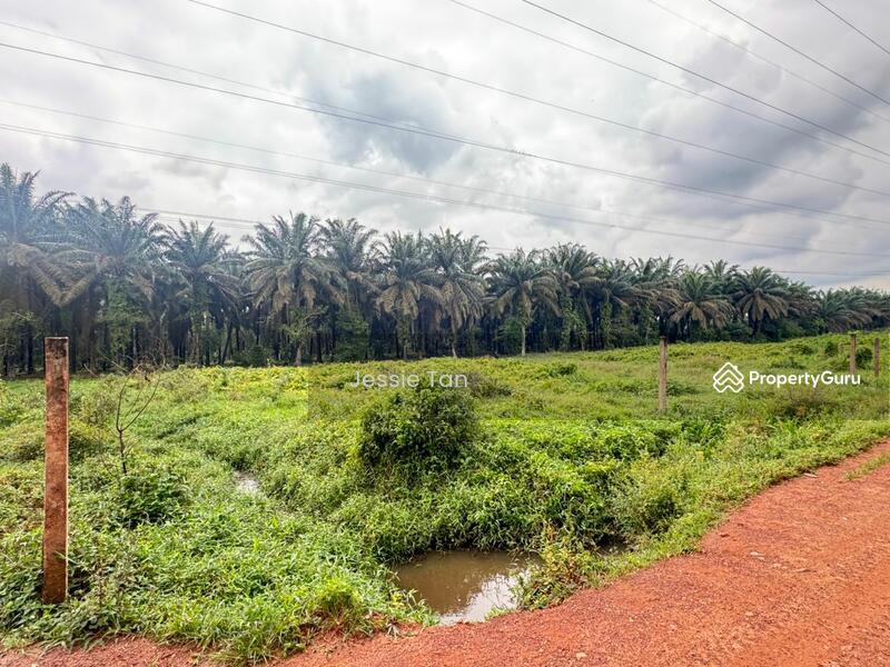 For Sale - Kluang Kluang Kluangs