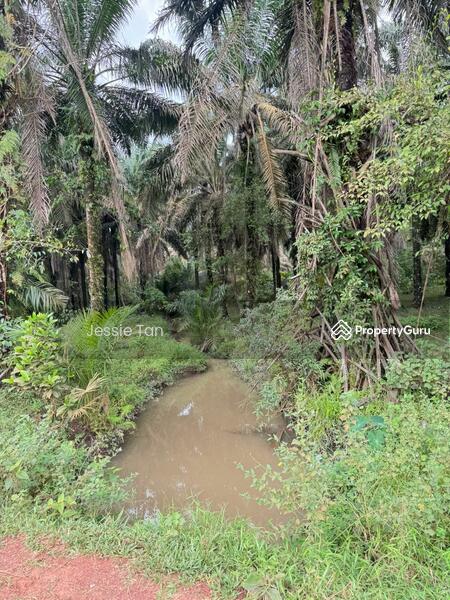 For Sale - Kluang Kluang Kluangs