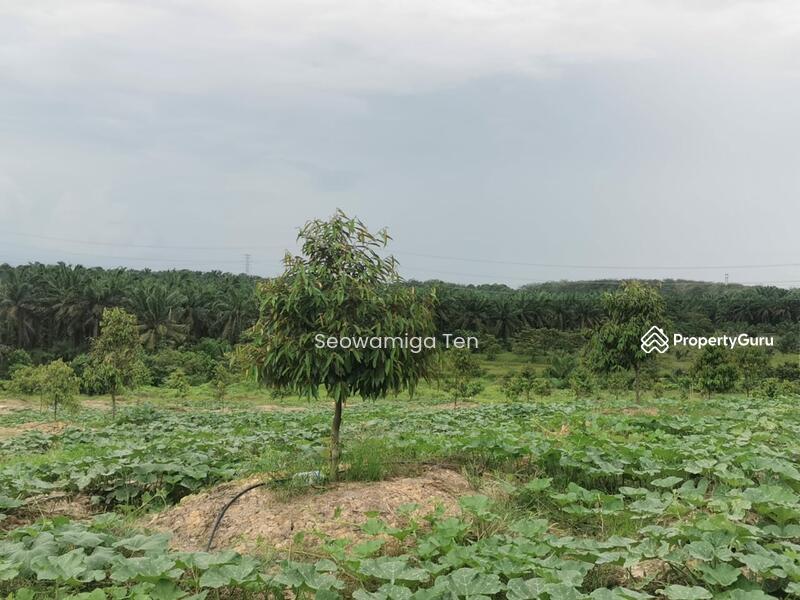 For Sale - Durian Farm 27 Acre Land At Yong Peng,Chaah