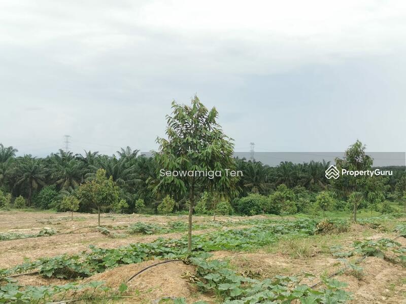 For Sale - Durian Farm 27 Acre Land At Yong Peng,Chaah
