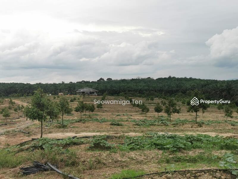 For Sale - Durian Farm 27 Acre Land At Yong Peng,Chaah