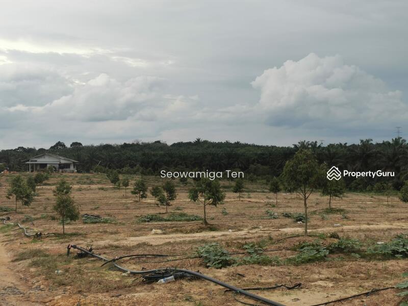 For Sale - Durian Farm 27 Acre Land At Yong Peng,Chaah