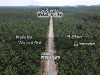 For Sale - Sarawak Mukah Sibu 28,622acre Oil Palm Land