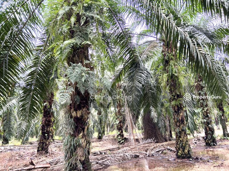 For Sale - SG NIPAH @ PORT DICKSON