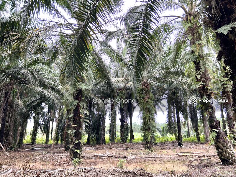 For Sale - SG NIPAH @ PORT DICKSON