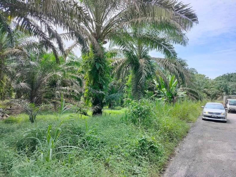 For Sale - Kulai Kulai kulais