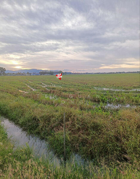 Agricultural Land for Sale in Permatang Nibong (Permatang Pauh) - Teh Guan Fong - PropertyGuru.com.my