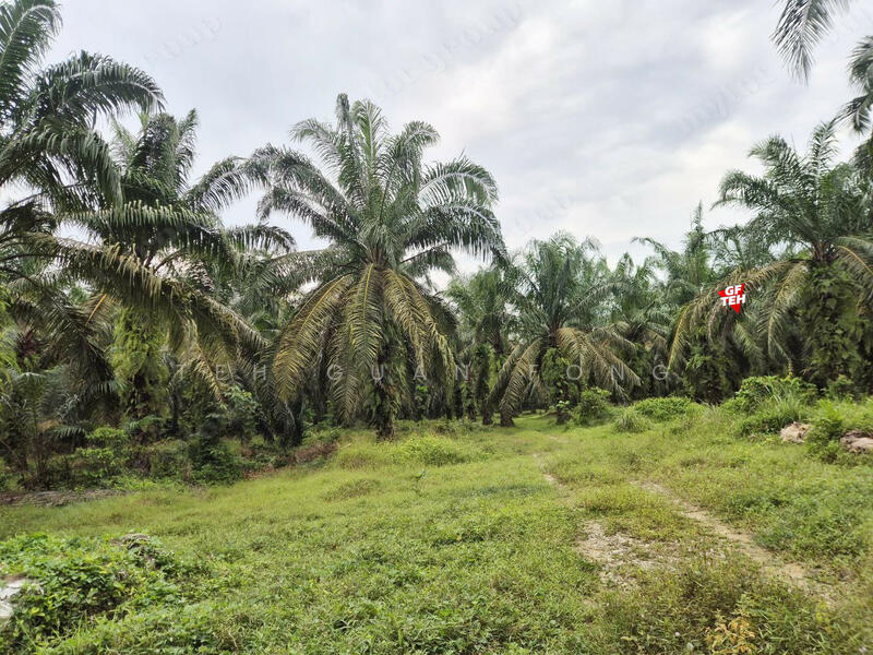 Agricultural Land for Sale in Taman Valdor (Sungai Bakap) - Teh Guan Fong - PropertyGuru.com.my