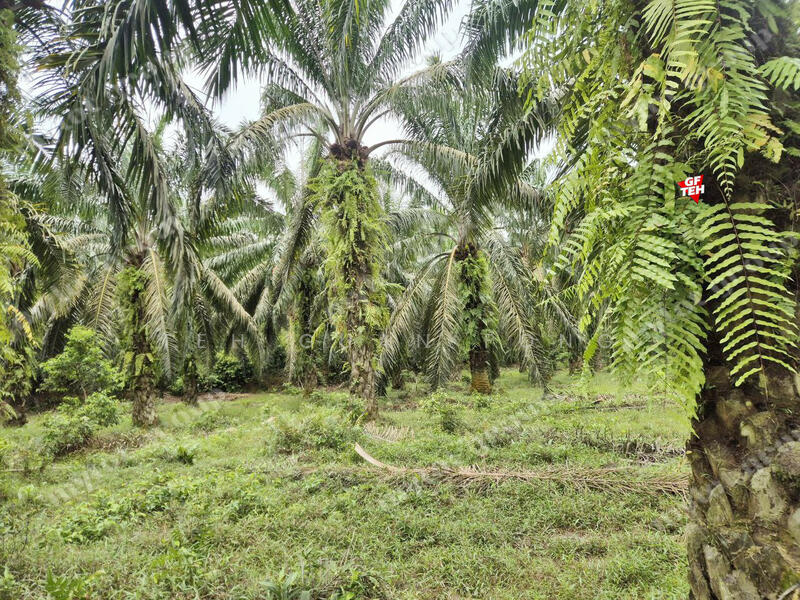 Agricultural Land for Sale in Taman Valdor (Sungai Bakap) - Teh Guan Fong - PropertyGuru.com.my
