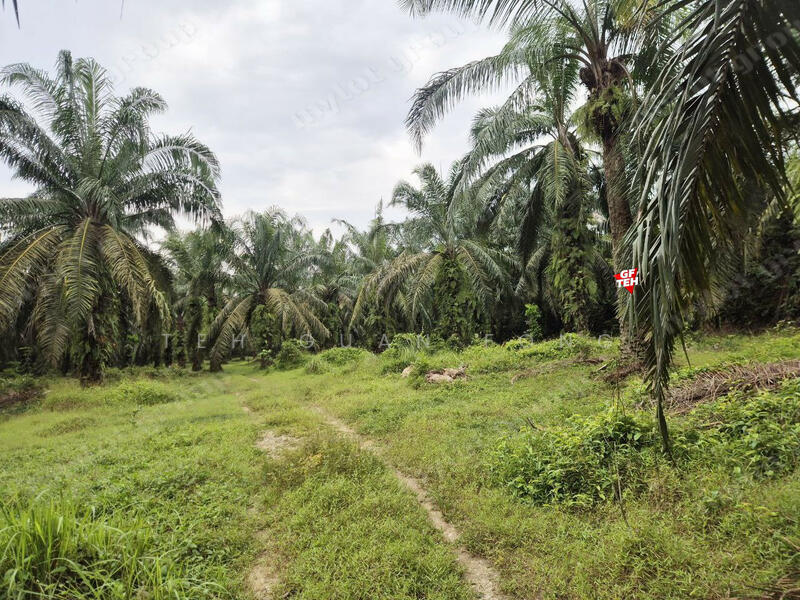 Agricultural Land for Sale in Taman Valdor (Sungai Bakap) - Teh Guan Fong - PropertyGuru.com.my