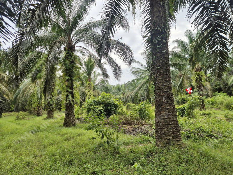 Agricultural Land for Sale in Taman Valdor (Sungai Bakap) - Teh Guan Fong - PropertyGuru.com.my