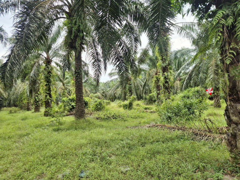 Agricultural Land for Sale in Taman Valdor (Sungai Bakap) - Teh Guan Fong - PropertyGuru.com.my