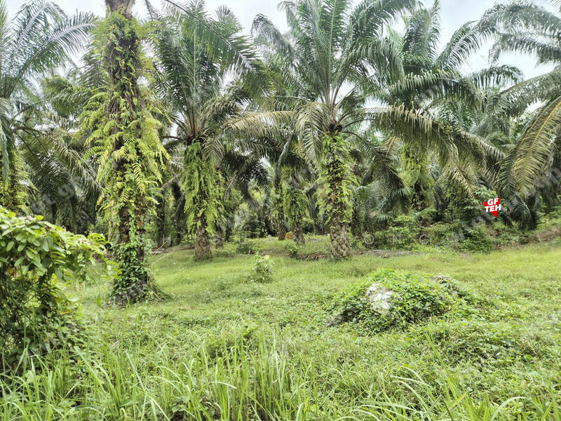 Agricultural Land for Sale in Taman Valdor (Sungai Bakap) - Teh Guan Fong - PropertyGuru.com.my