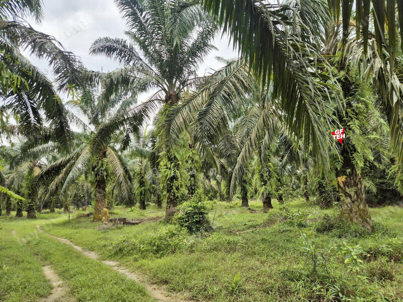 Agricultural Land for Sale in Taman Valdor (Sungai Bakap) - Teh Guan Fong - PropertyGuru.com.my
