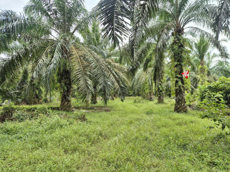 Agricultural Land for Sale in Taman Valdor (Sungai Bakap) - Teh Guan Fong - PropertyGuru.com.my