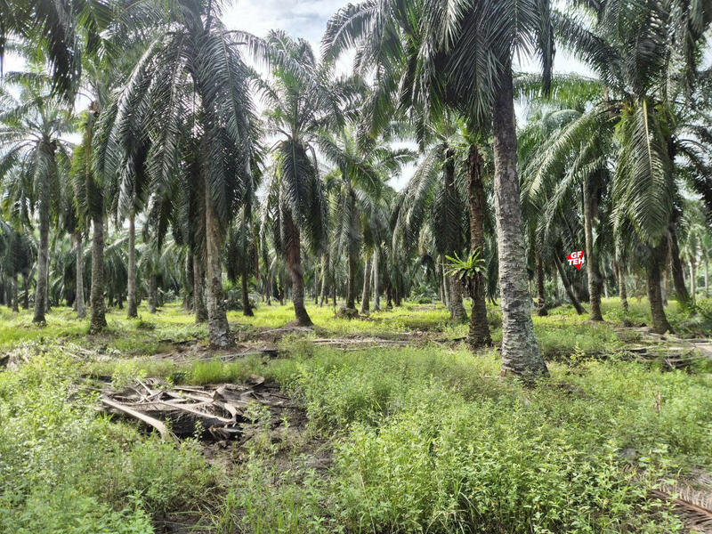 Tanah Perindustrian untuk Dijual di Sungai Bakap (Penang) - Teh Guan Fong - PropertyGuru.com.my