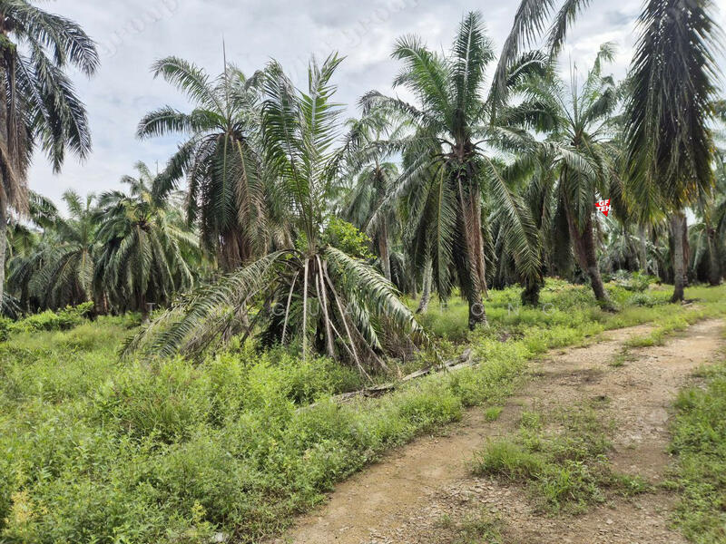 Tanah Perindustrian untuk Dijual di Sungai Bakap (Penang) - Teh Guan Fong - PropertyGuru.com.my