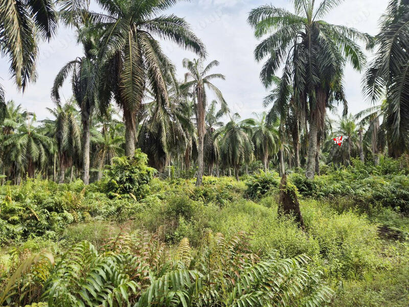 Tanah Perindustrian untuk Dijual di Sungai Bakap (Penang) - Teh Guan Fong - PropertyGuru.com.my