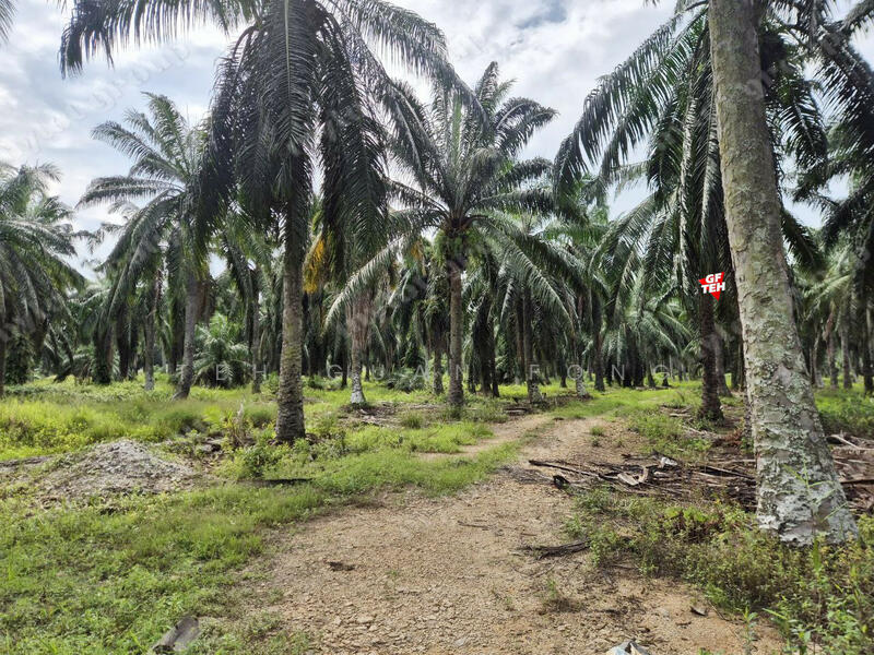 Tanah Perindustrian untuk Dijual di Sungai Bakap (Penang) - Teh Guan Fong - PropertyGuru.com.my
