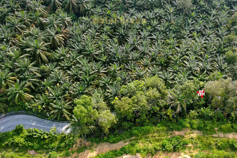 Tanah Pertanian untuk Dijual di Machang Bubok (Bukit Mertajam) - Teh Guan Fong - PropertyGuru.com.my