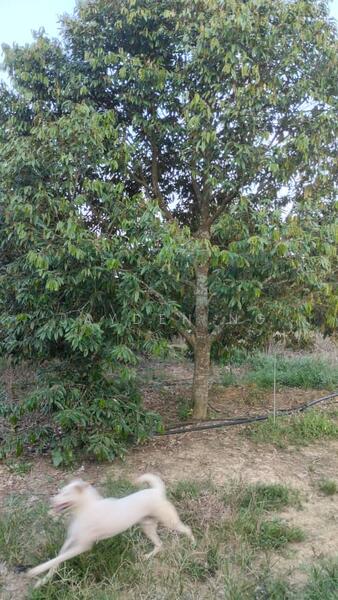 Untuk Dijual - Simpang Pertang Simpang Pertang Simpangs Pertangs