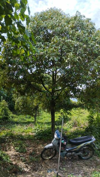 Untuk Dijual - Simpang Pertang Simpang Pertang Simpangs Pertangs