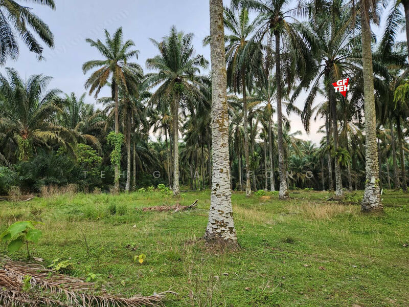 For Sale - 9.54 acres Agricultural land | Sungai Batu | Bandar Baharu | Kedah b