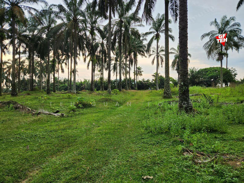 For Sale - 9.54 acres Agricultural land | Sungai Batu | Bandar Baharu | Kedah b