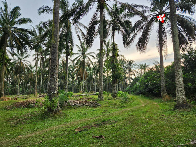 For Sale - 9.54 acres Agricultural land | Sungai Batu | Bandar Baharu | Kedah b