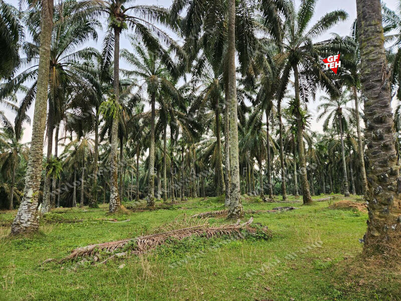 Tanah Pertanian untuk Dijual di Kampung Batu 28 (Bandar Baharu) - Teh Guan Fong - PropertyGuru.com.my