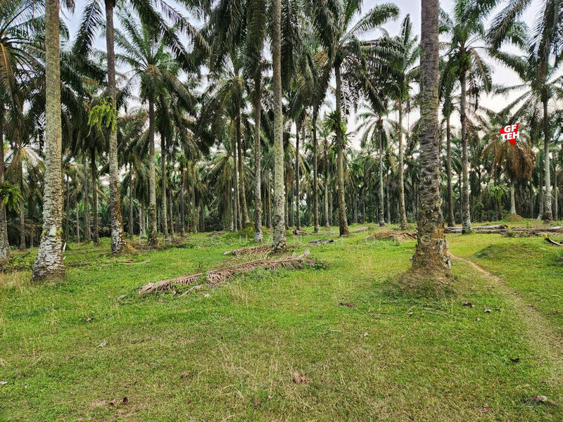 Tanah Pertanian untuk Dijual di Kampung Batu 28 (Bandar Baharu) - Teh Guan Fong - PropertyGuru.com.my
