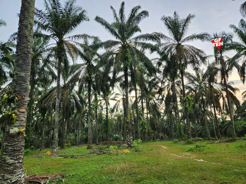 For Sale - 9.54 acres Agricultural land | Sungai Batu | Bandar Baharu | Kedah b