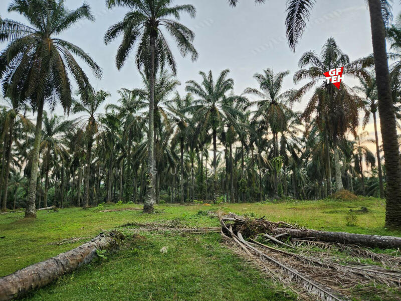 Tanah Pertanian untuk Dijual di Kampung Batu 28 (Bandar Baharu) - Teh Guan Fong - PropertyGuru.com.my
