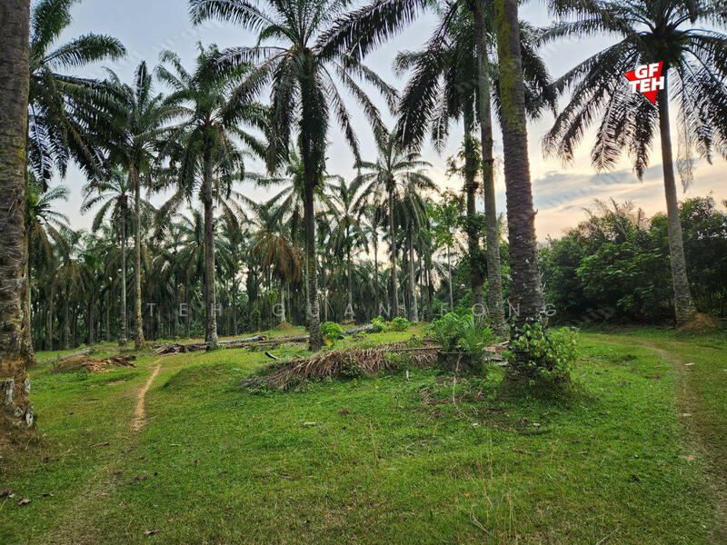 Tanah Pertanian untuk Dijual di Kampung Batu 28 (Bandar Baharu) - Teh Guan Fong - PropertyGuru.com.my
