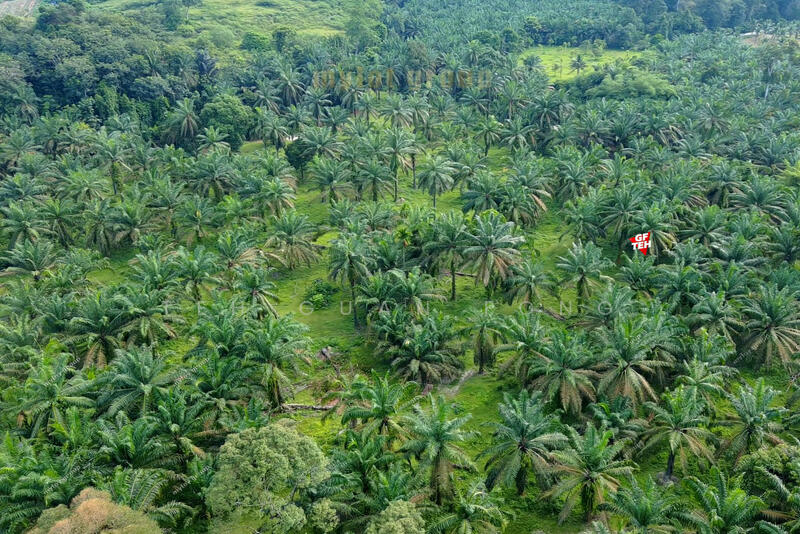 Agricultural Land for Sale in Valdor (Sungai Jawi) - Teh Guan Fong - PropertyGuru.com.my