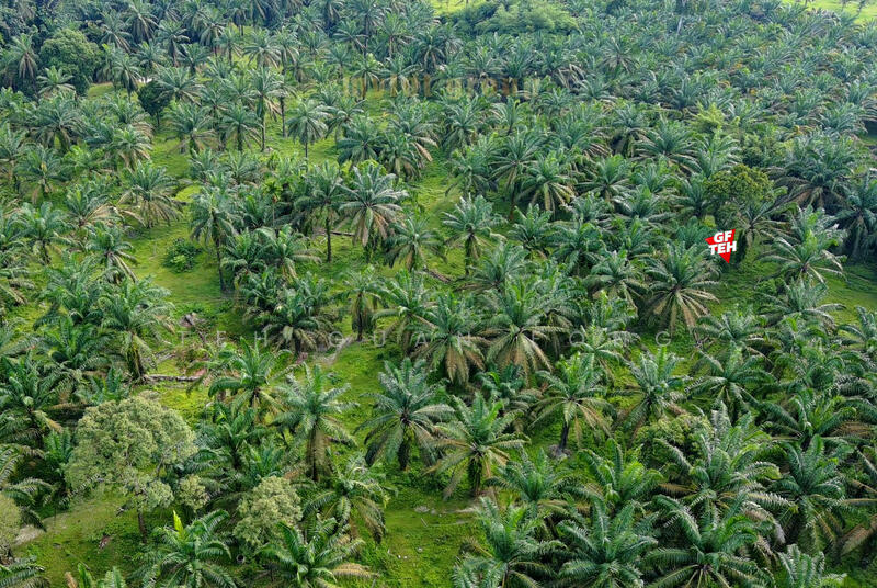 Agricultural Land for Sale in Valdor (Sungai Jawi) - Teh Guan Fong - PropertyGuru.com.my