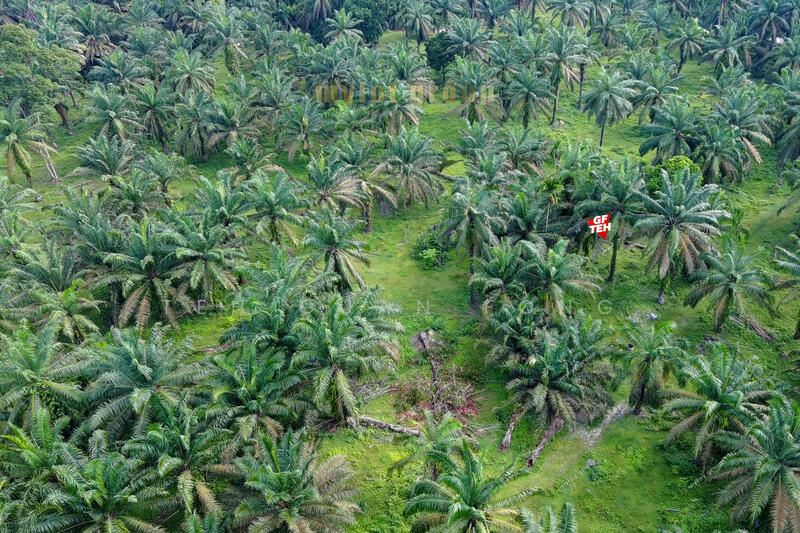 Agricultural Land for Sale in Valdor (Sungai Jawi) - Teh Guan Fong - PropertyGuru.com.my