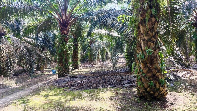 For Sale - (Zoning Residential )9.86 Acre Land At Yong Peng,Johor