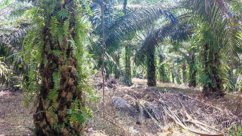 For Sale - (Zoning Residential )9.86 Acre Land At Yong Peng,Johor