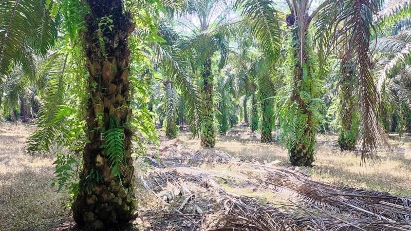 For Sale - (Zoning Residential )9.86 Acre Land At Yong Peng,Johor