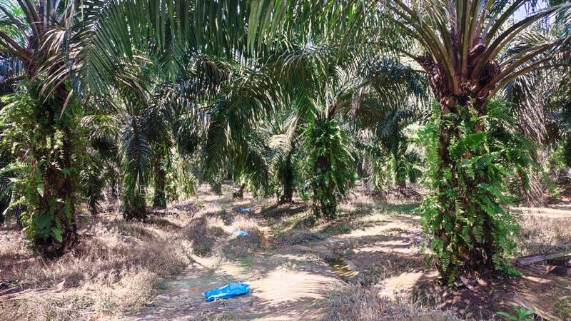 For Sale - (Zoning Residential )9.86 Acre Land At Yong Peng,Johor