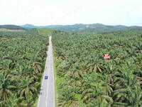 For Sale - 101175 Acres Agricultural Land | Sungai kob | Karangan | Labu Besar | Kedah b