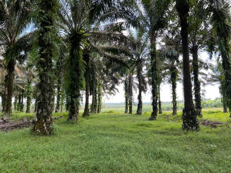 For Sale - Kluang @ Layang Layang Agricultural Land Cheap Sale~